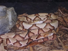 Southern copperheads