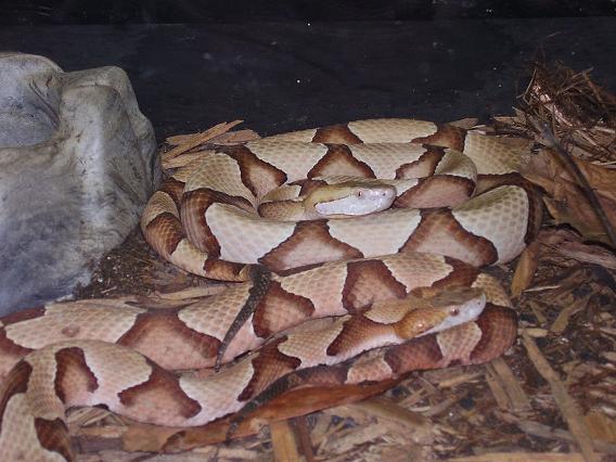 Southern copperheads