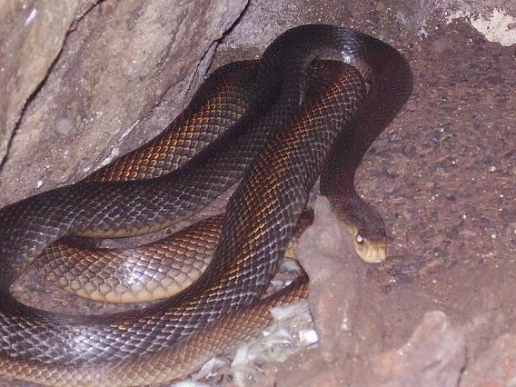 Taipan
