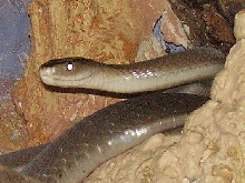 Black Mamba