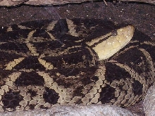 Bushmaster