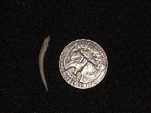 Bushmaster fang