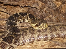Eastern Diamondback Rattler