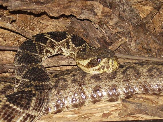 Eastern Diamondback Rattler