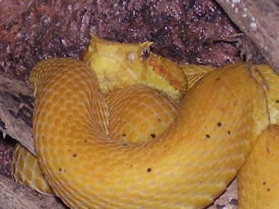Yellow Eyelash viper
