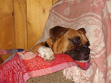 Sleepy Max