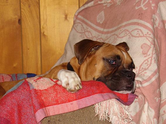 Sleepy Max