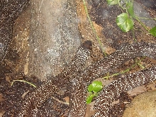 spectacled cobra