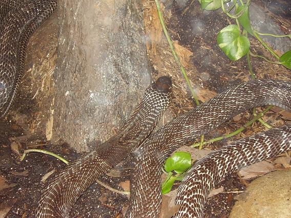 spectacled cobra