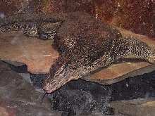 Water Monitor