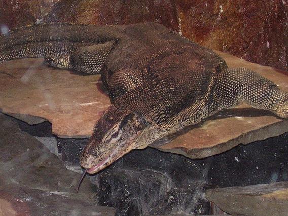 Water Monitor