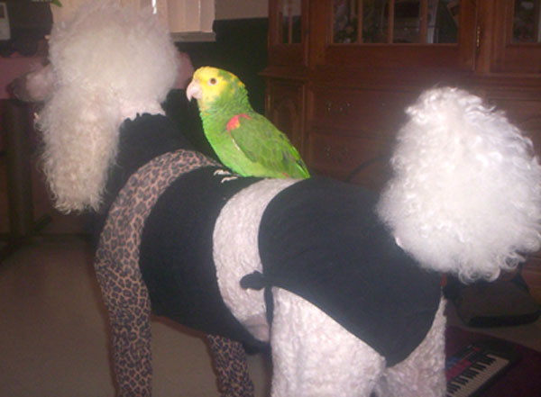 From our Parrot & Poodle Show