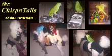 Parrot and Poodle Performers
