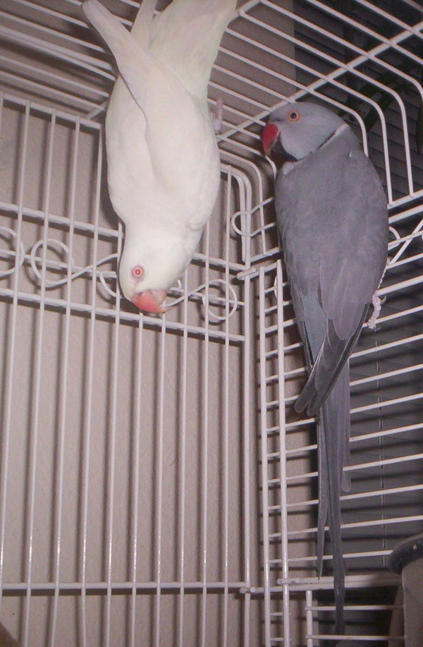Albino and Grey Ringnecks