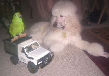 Move over Steve Irwin, here come the poodle and parrots