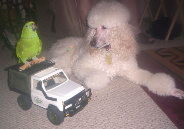 Move over Steve Irwin, here come the poodle and parrots
