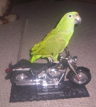Vrooom Vrooom, Let's Go Bye Bye