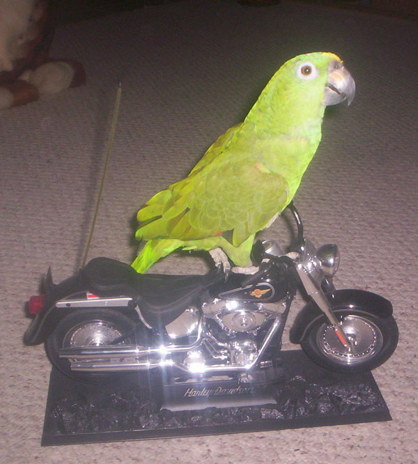 Vrooom Vrooom, Let's Go Bye Bye