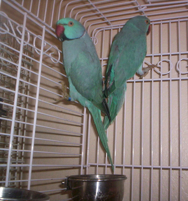 Blue Ringnecks