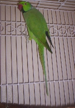 Green Ringneck