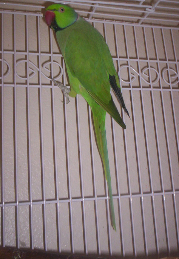Green Ringneck