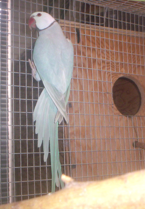 Casper