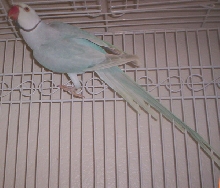 Blue Lacewing Ringneck