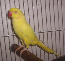 Lutino Ringneck