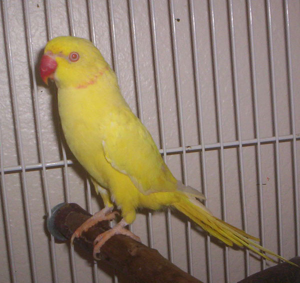 Lutino Ringneck