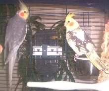 Male Pearl and Baby Pearl-Pied