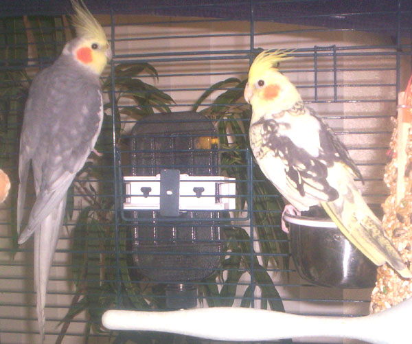 Male Pearl and Baby Pearl-Pied
