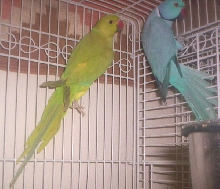 Cinnamon and Blue Ringnecks