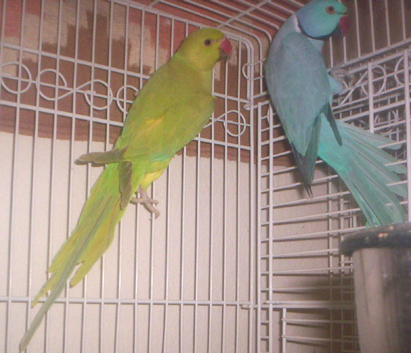 Cinnamon and Blue Ringnecks