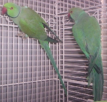 Turquoise Ringnecks