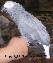 African Grey, Blue Mutation