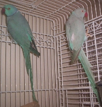 Blue and Blue-Cinnamon Ringnecks