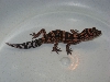 0.1 G. orientalis