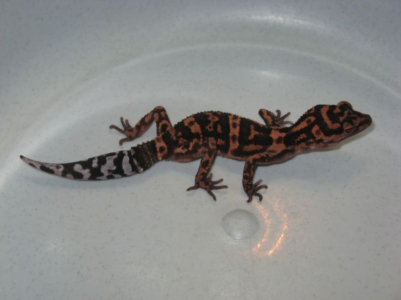 0.1 G. orientalis