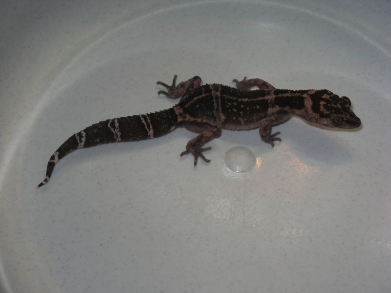 0.1 G. splendens
