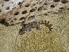 Coleonyx brevis