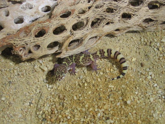 Coleonyx brevis