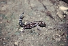G. kuroiawe