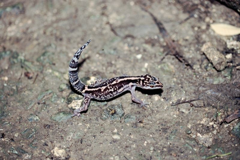 G. kuroiawe