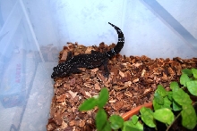 G. kuroiwae female