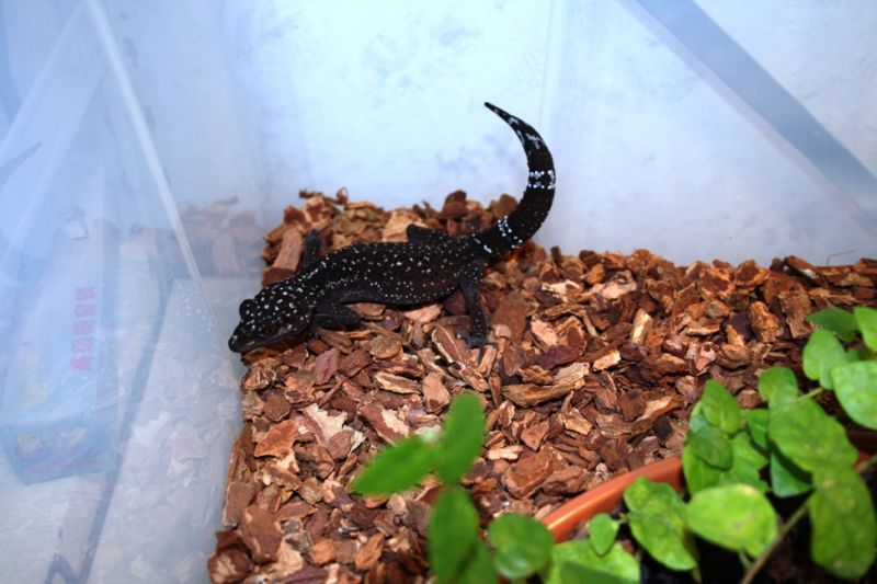 G. kuroiwae female