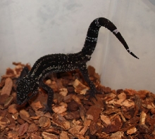 G. kuroiwae male