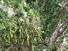 Habitat