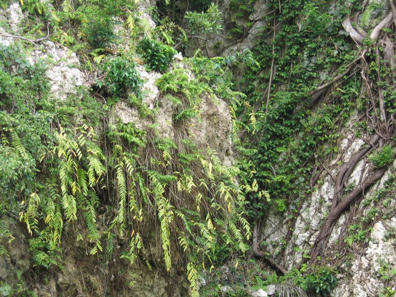 Habitat