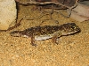 Holodactylus africanus