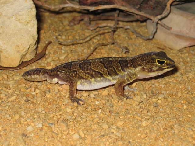 Holodactylus africanus